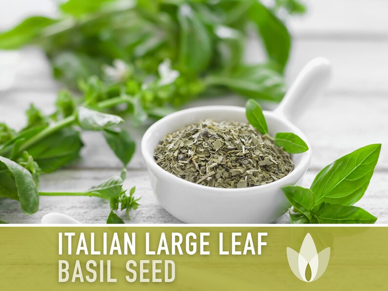 Italian Large Leaf Basil Heirloom Herb Seeds - Non-GMO, Open Pollinated, Culinary Herb