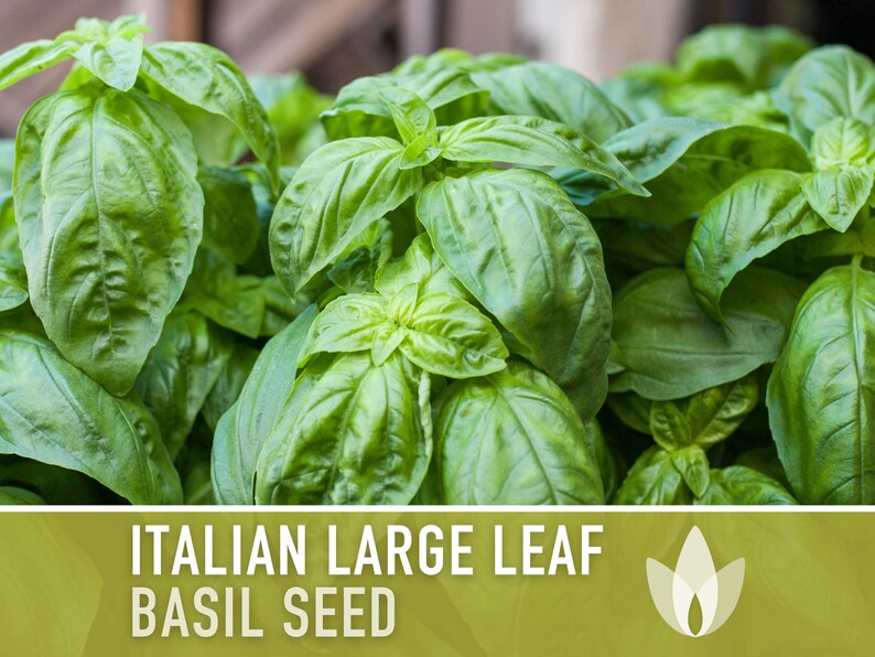 Italian Large Leaf Basil Heirloom Herb Seeds - Non-GMO, Open Pollinated, Culinary Herb