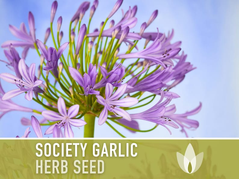 Society Garlic Seeds - Heirloom Seeds, Culinary Herb Seeds, Tulbaghia Violacea, Garlic Chives, Lilac Flowers, Open Pollinated, Non-GMO