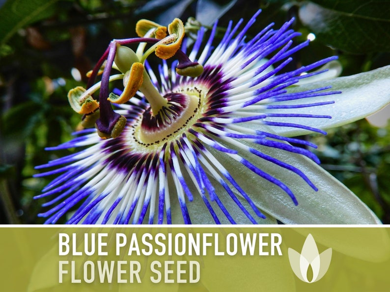 Blue Passionflower Flower Seeds - Heirloom Seeds, Bluecrown, Passionfruit, Vining Fragrant Flower, Medicinal Plant, Cold Hardy, Non-GMO