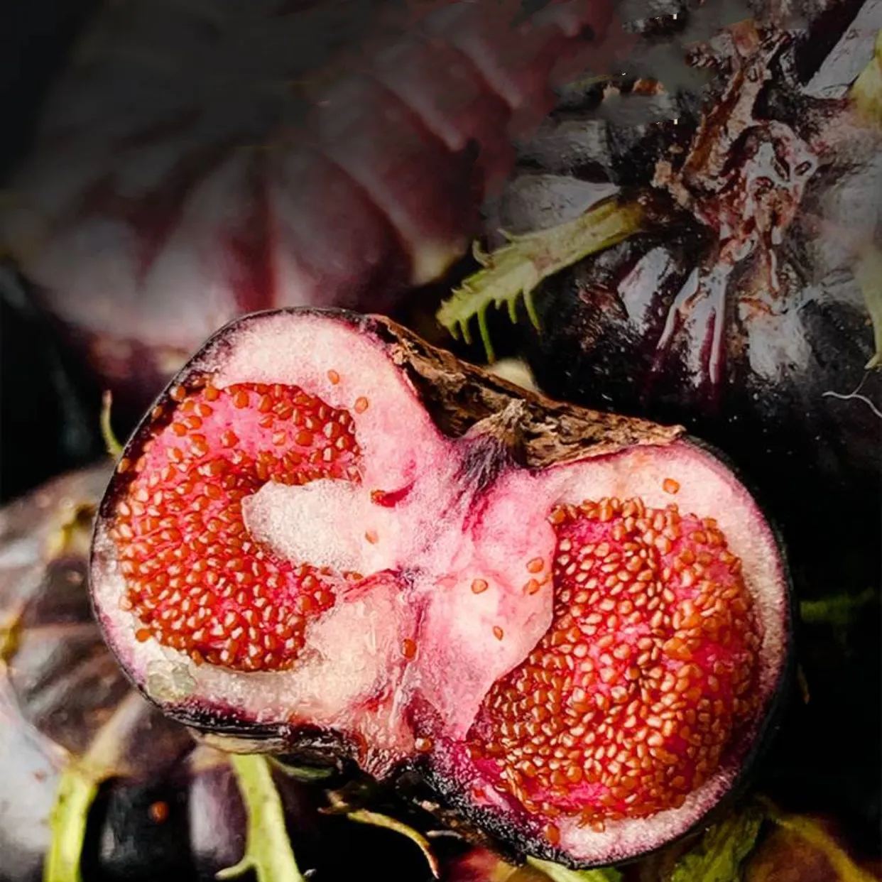Small Version Of Pumpkin - Red Ginseng Seeds