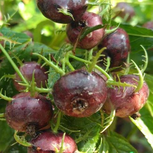 Small Version Of Pumpkin - Red Ginseng Seeds