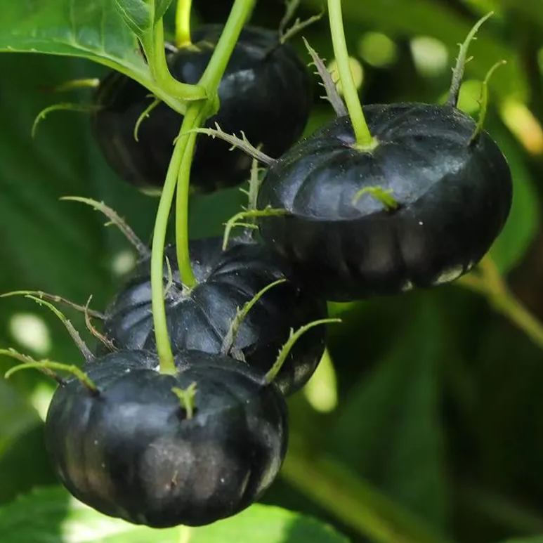 Small Version Of Pumpkin - Red Ginseng Seeds