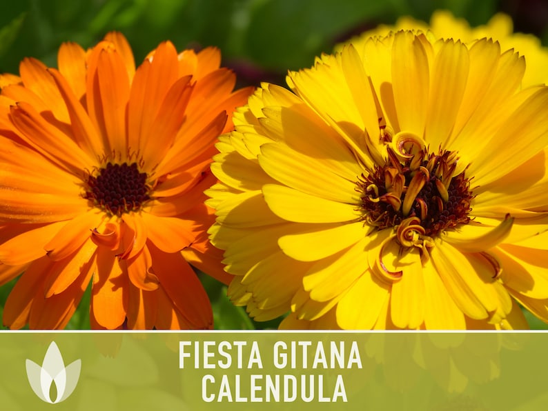 Semi Di Calendula Nano Fiesta Gitana Batlle - Per Giardino, Bordure E Fioriere - Foto 8