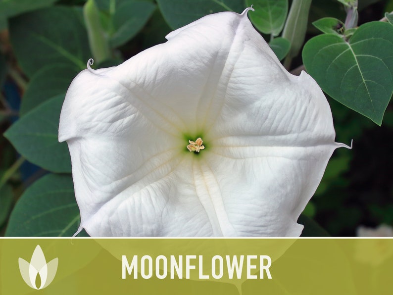 Moonflower Heirloom Flower Seeds - Moon Vine, Night Blooming, Morning Glory, Non-GMO