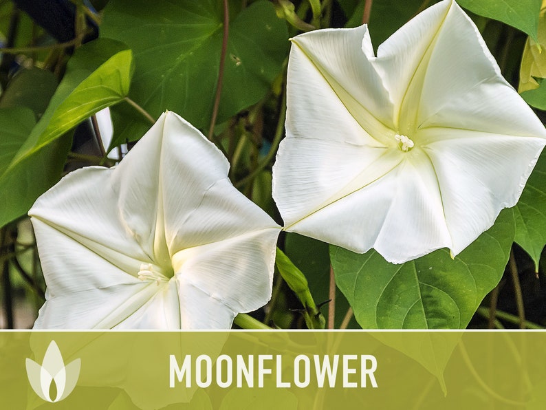 Moonflower Heirloom Flower Seeds - Moon Vine, Night Blooming, Morning Glory, Non-GMO
