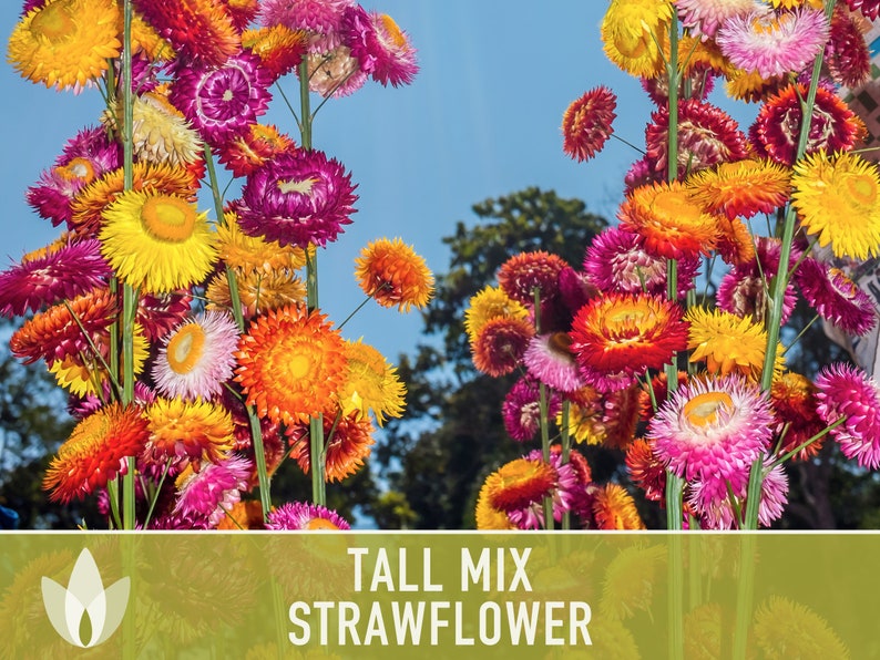 Strawflower, Tall Mix Heirloom Seeds - Flower Seeds, Cut Flower, Dried Flower, Everlasting Flower, Flower Mix, Flower Mix, Non GMO