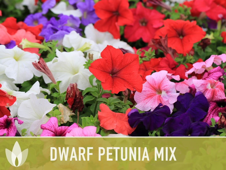 Petunia, Dwarf Mix Flower Seeds - Heirloom Seeds, Flower Seeds, Pollinator Garden, Open Pollinated, Non-GMO