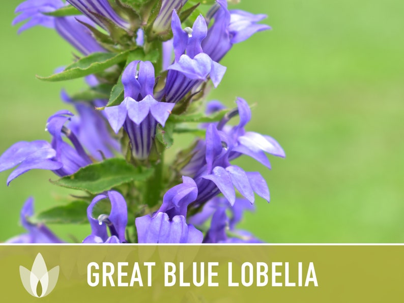 Great Blue Lobelia Seeds - Heirloom Seeds, Flower Seeds, Native Seeds, Wildflower Seeds, Lobelia Siphilitica, Non-GMO
