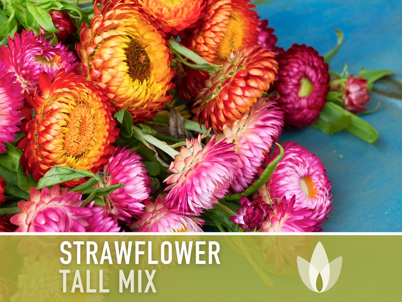 Strawflower, Tall Mix Heirloom Seeds - Flower Seeds, Cut Flower, Dried Flower, Everlasting Flower, Flower Mix, Flower Mix, Non GMO