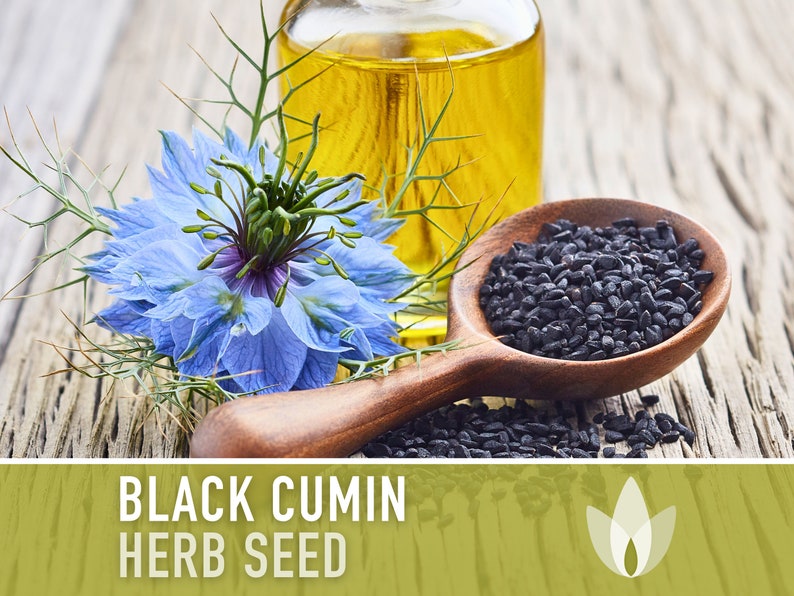 Black Cumin Herb Seeds - Heirloom Seeds, Medicinal & Culinary Herb, Black Caraway, Roman Coriander, Nigella Sativa, Open Pollinated, Non-GMO