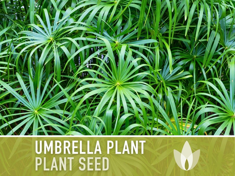 Umbrella Plant Seeds - Heirloom Seeds, Ornamental Grass, Umbrella Flatsedge, Houseplant, White Flowers, Cyperus Alternifolius, Non-GMO
