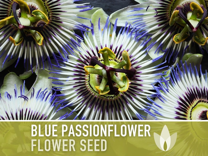 Blue Passionflower Flower Seeds - Heirloom Seeds, Bluecrown, Passionfruit, Vining Fragrant Flower, Medicinal Plant, Cold Hardy, Non-GMO