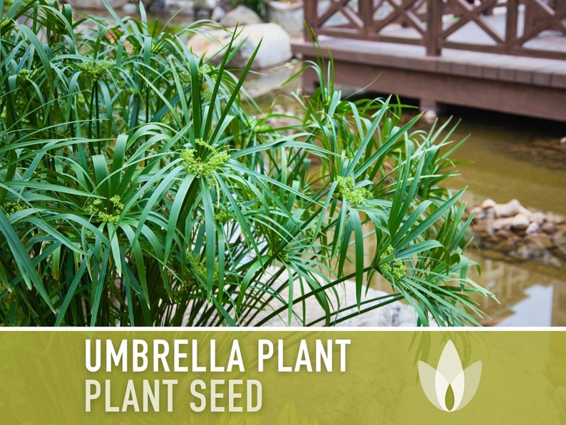 Umbrella Plant Seeds - Heirloom Seeds, Ornamental Grass, Umbrella Flatsedge, Houseplant, White Flowers, Cyperus Alternifolius, Non-GMO