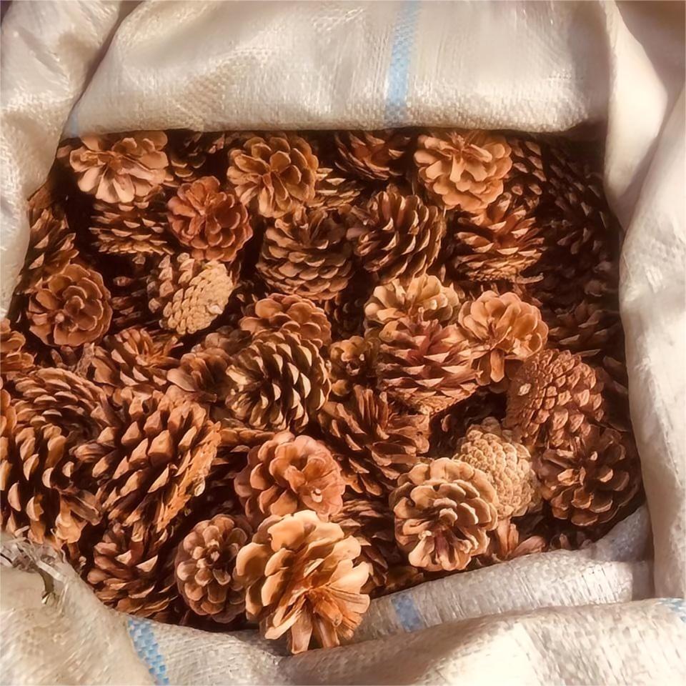 Gardening Decorating Exploding Pinecones