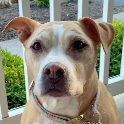 Custom Pet Embroidery Hoodie, Sweatshirt With Your Pet's Portrait Photo, Unique Gift For Pet Lovers