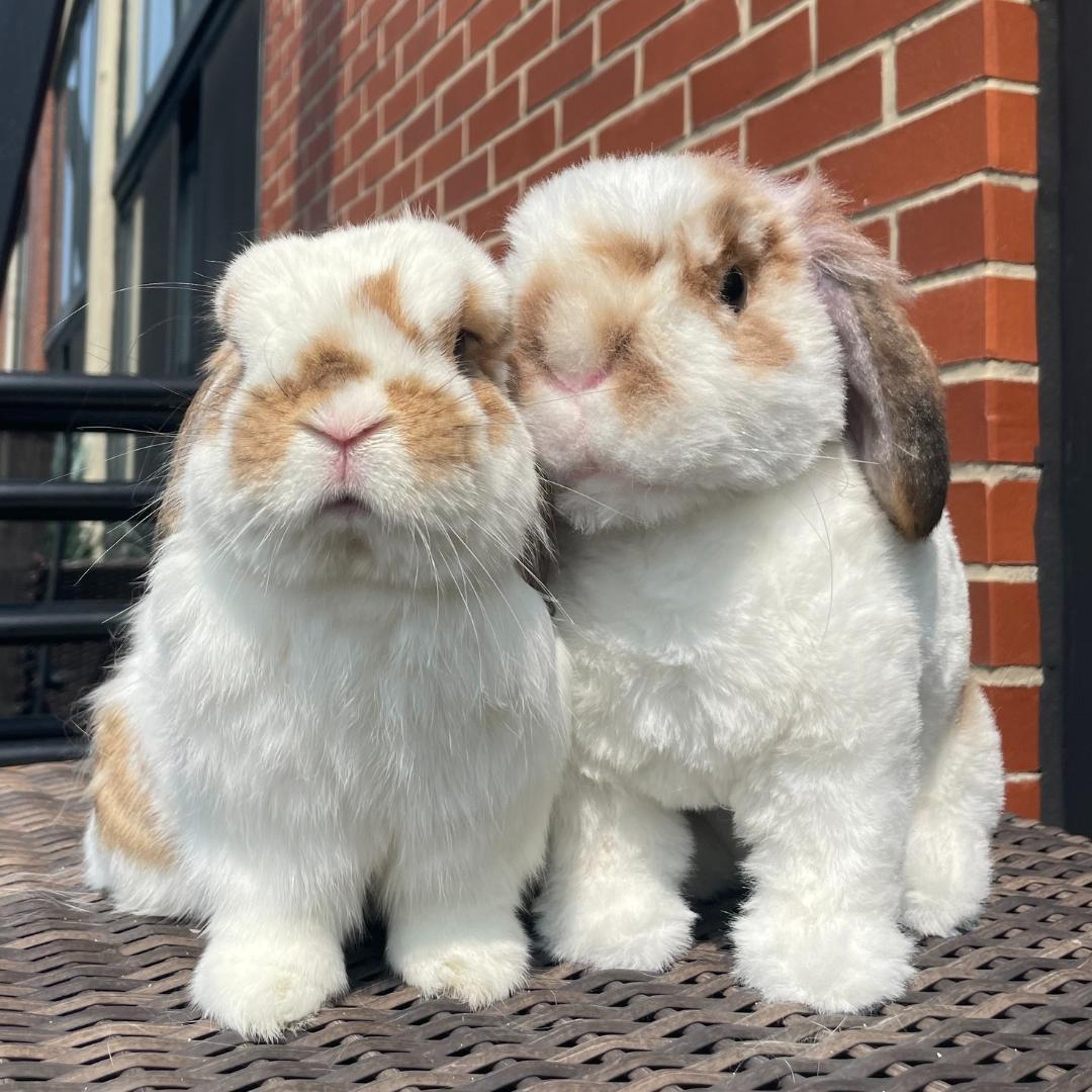 Original Plush Cuddle Clone