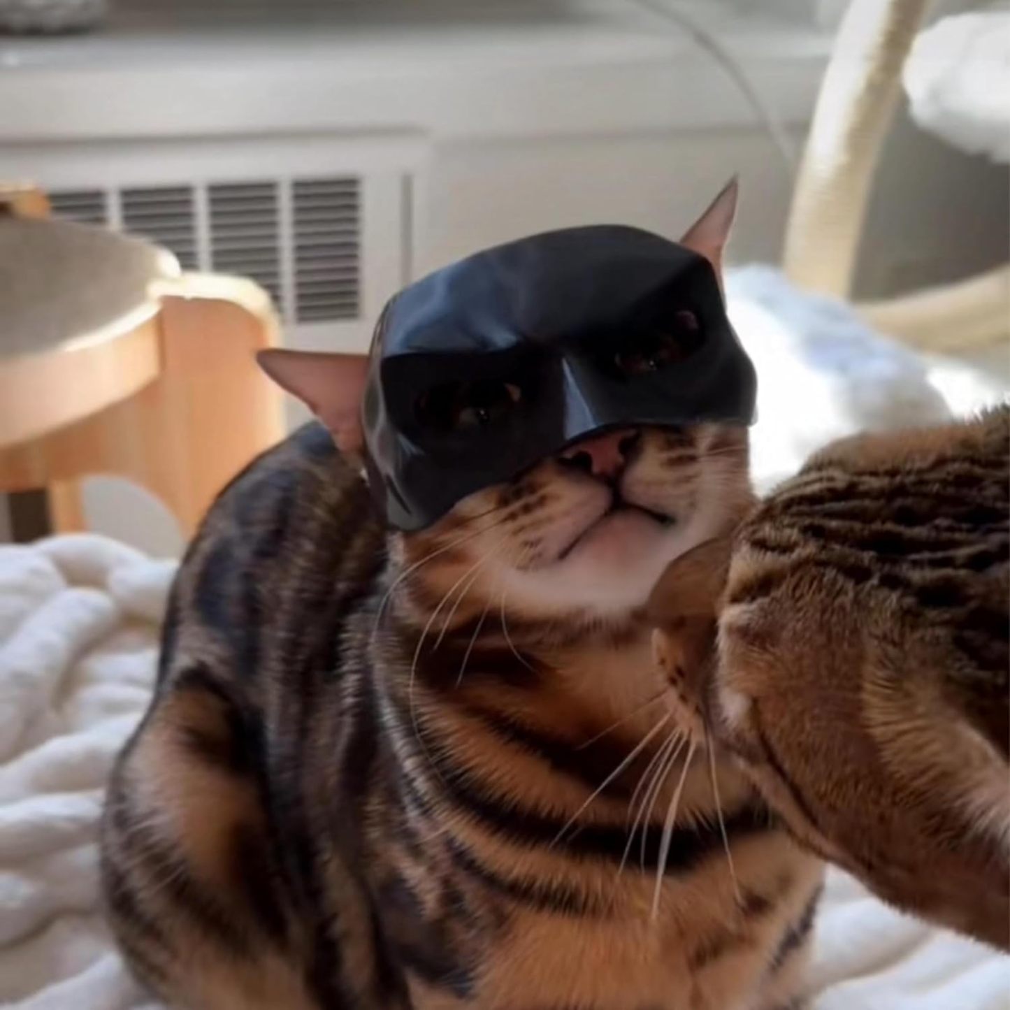 Personalized Cat Bat Cosplay Hat Bat Cat Mask Custom Cat Bat Hat Pet Halloween Gift for Cat 