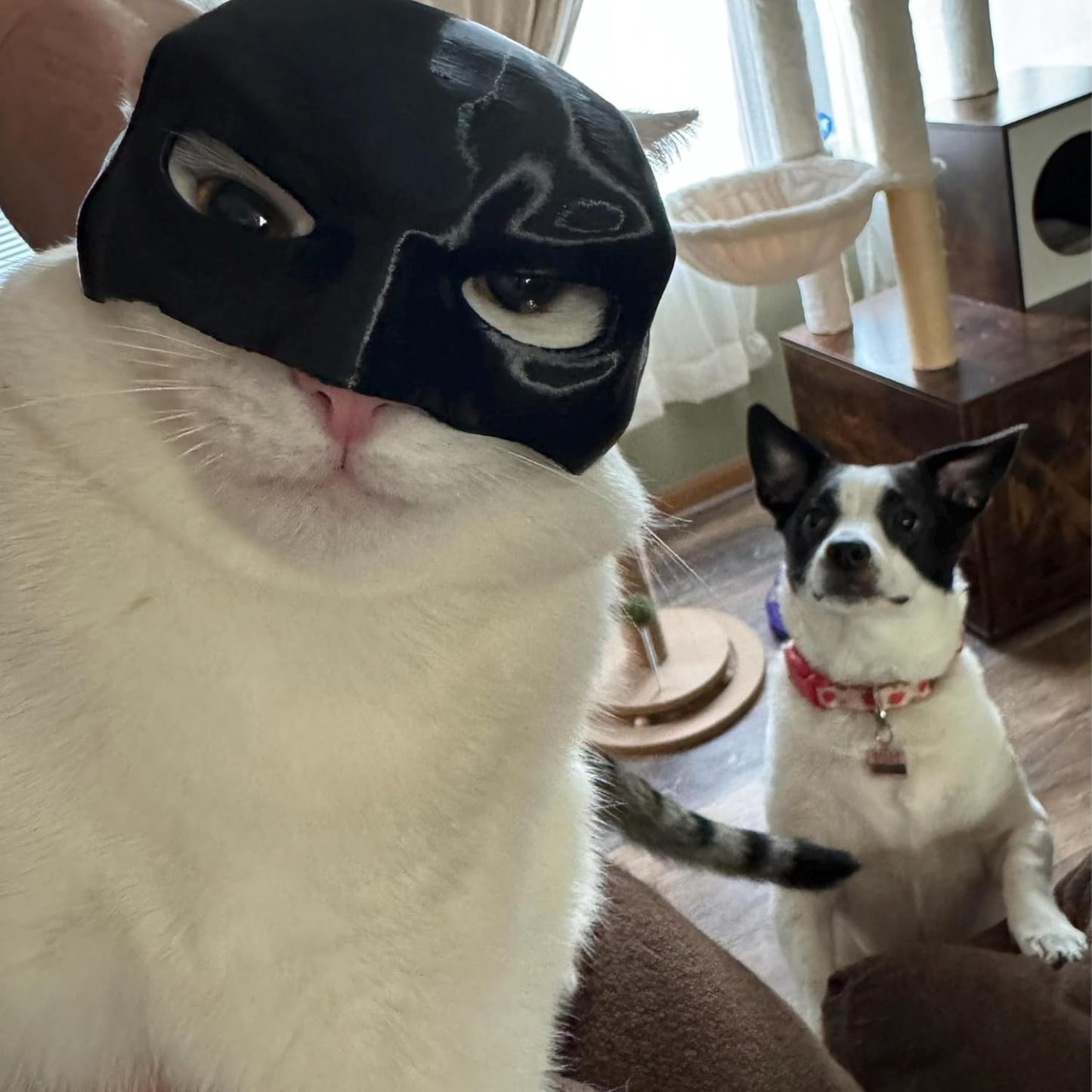 Personalized Cat Bat Cosplay Hat Bat Cat Mask Custom Cat Bat Hat Pet Halloween Gift for Cat 