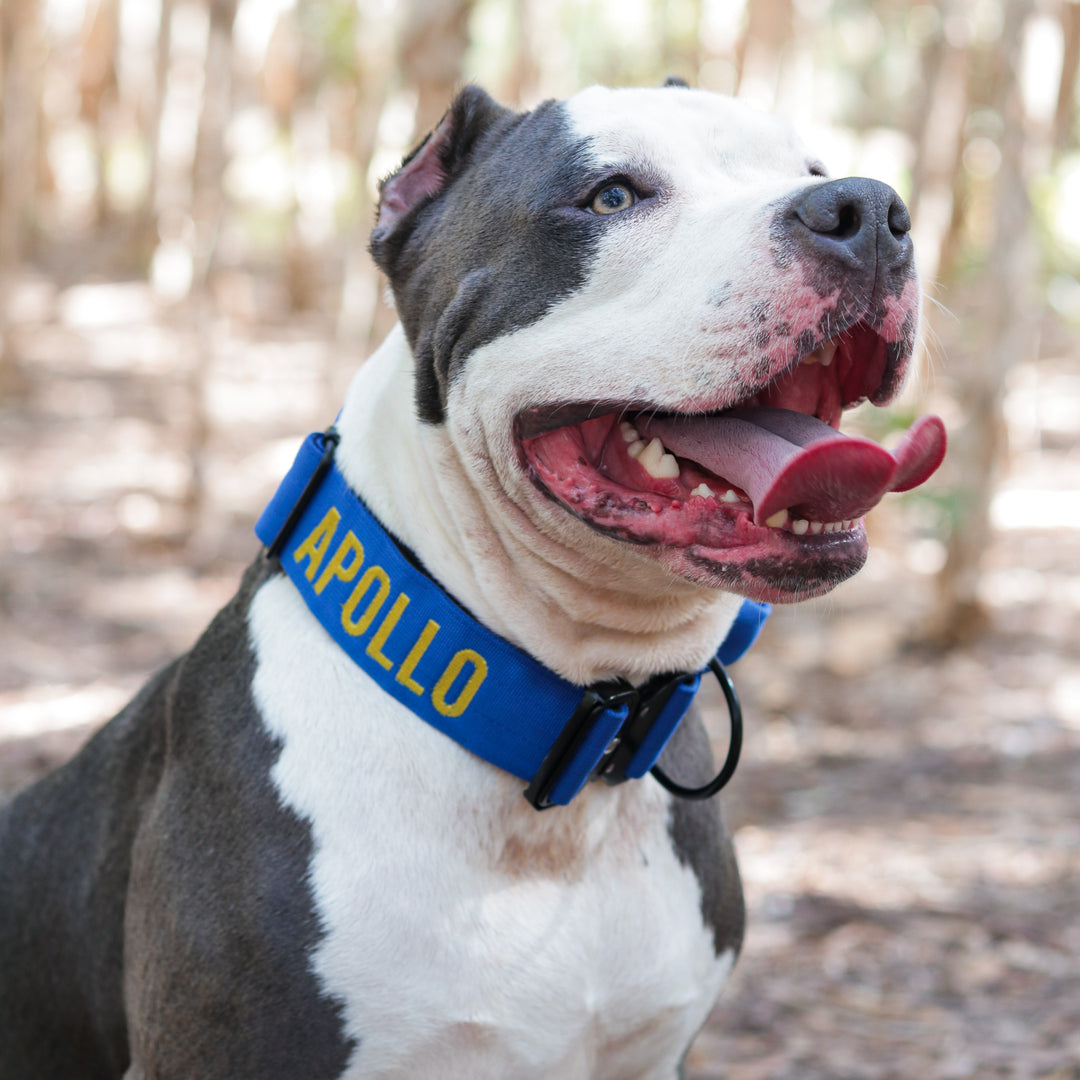 Bully Proof Collar