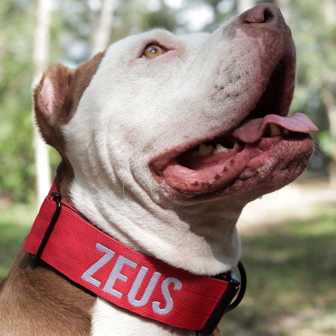 Bully Proof Collar