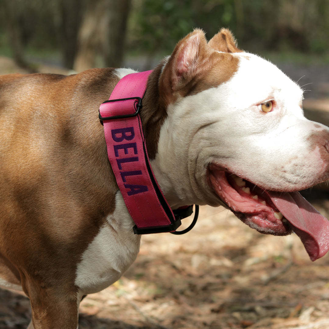 Bully Proof Collar