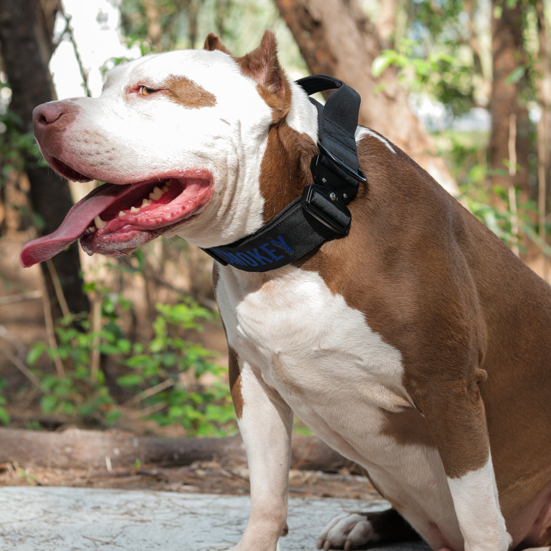 Bully Proof Collar
