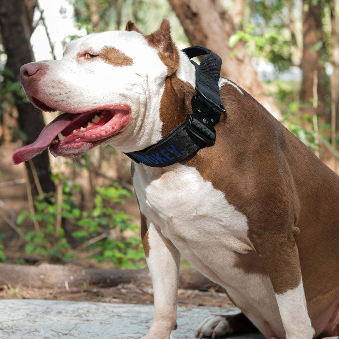 Bully Proof Collar