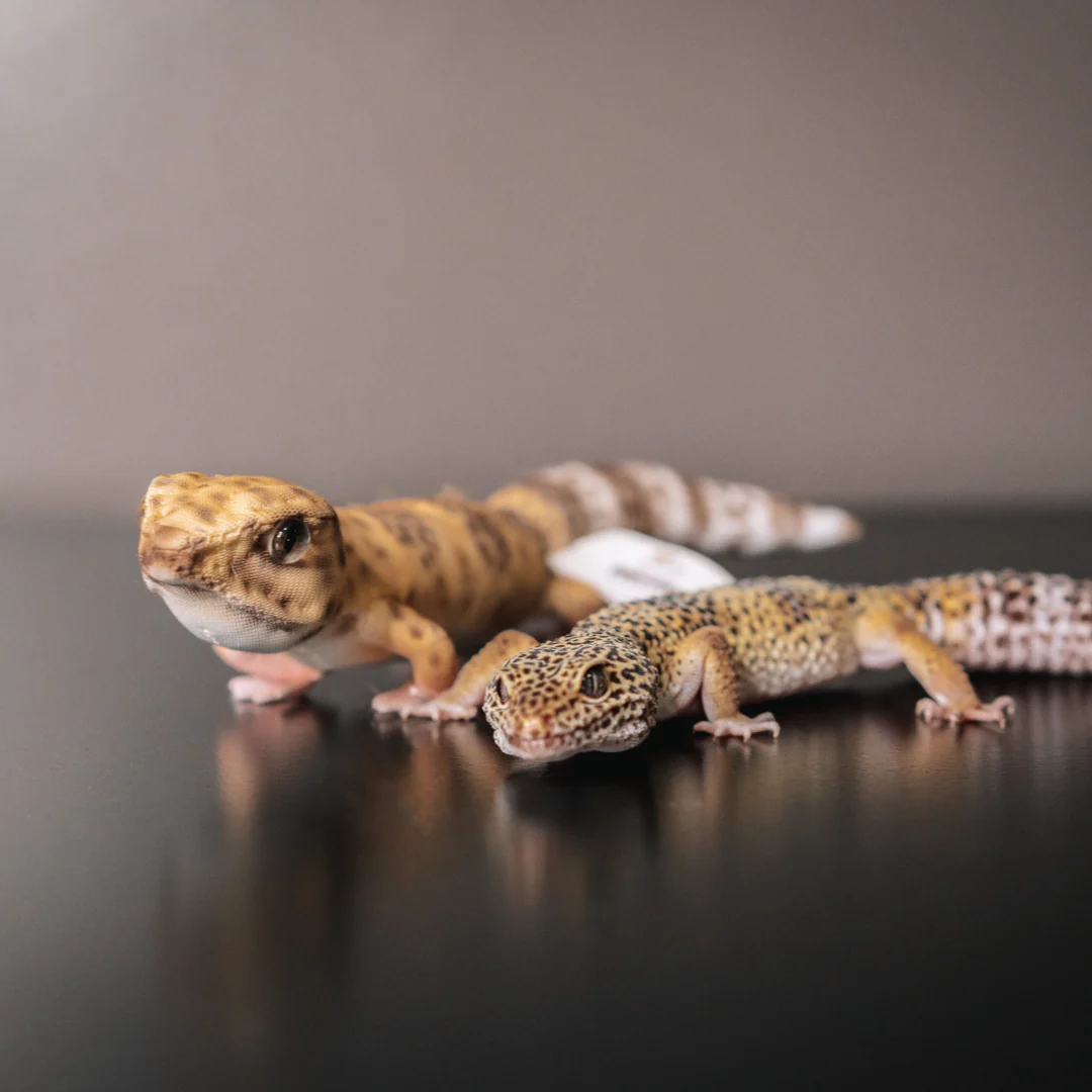 Original Plush Cuddle Clone