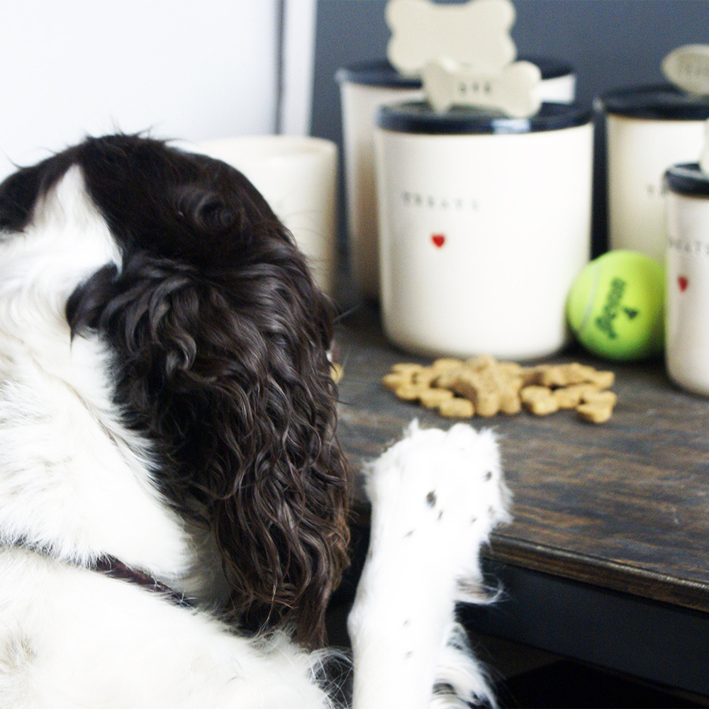Personalized Ceramic Pet Treats Containers | Handmade, Custom Dog and Cat Treats Jars