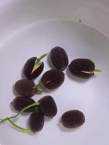 Young bowl lotus leaves developing in water