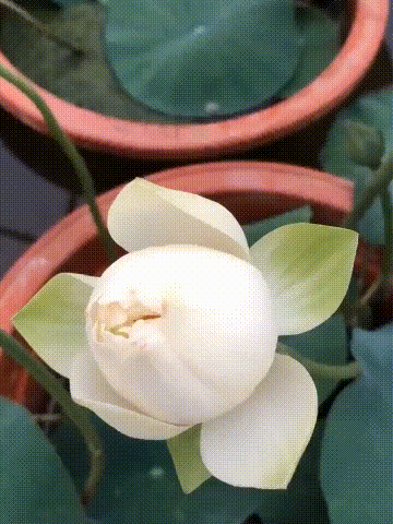 Bowl lotus growing from seed in a small water container
