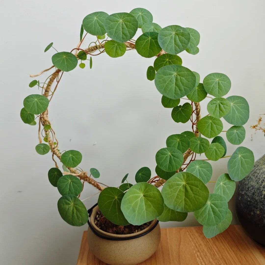 Stephania Erecta: The strongest houseplant for lazy people