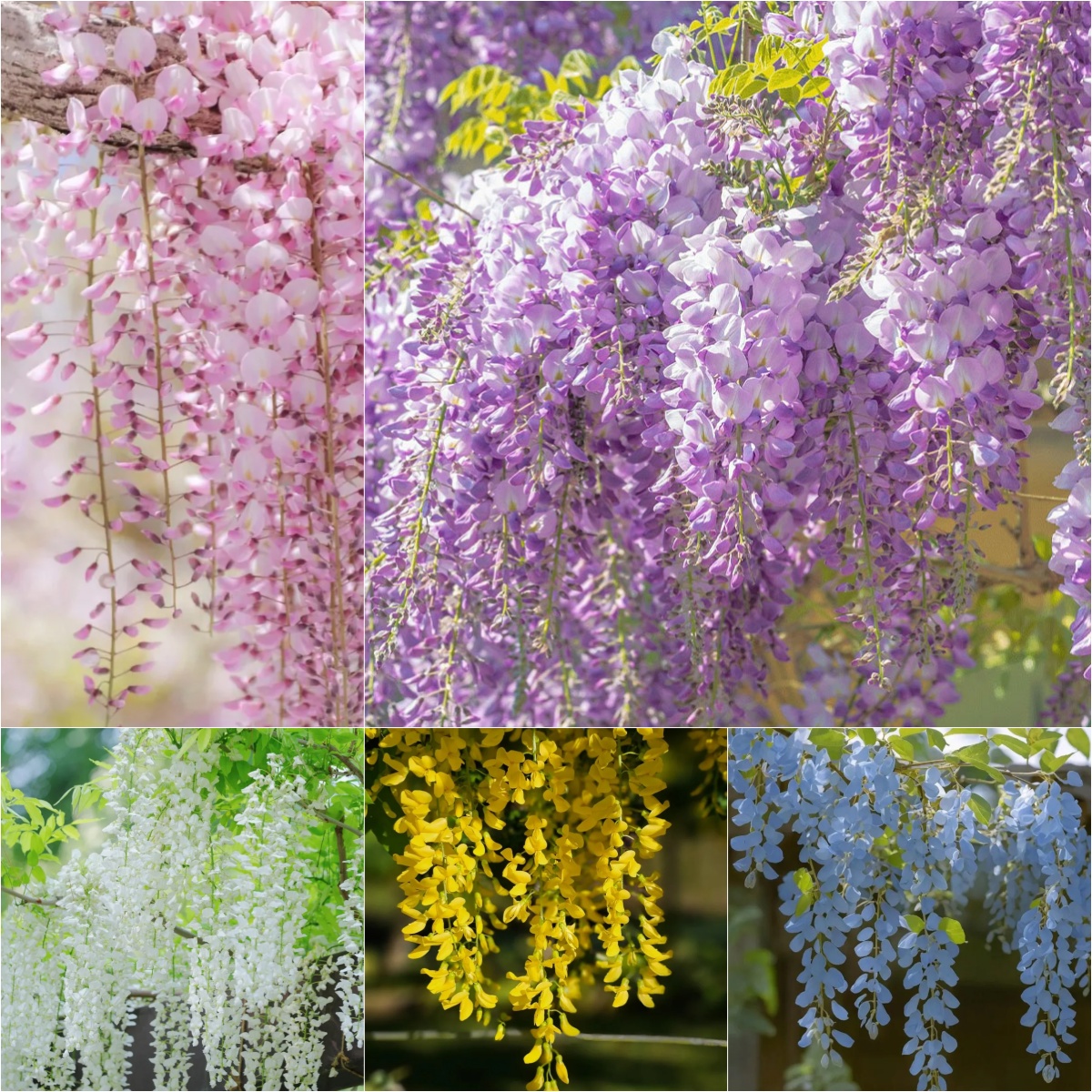 🌸Wisteria - The Garden’s Cascading Beauty All Year Round-Plantjoyfarm-