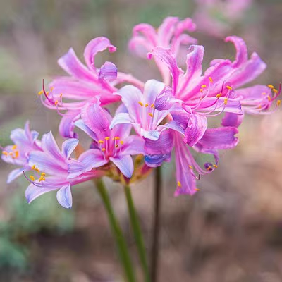 🌈Spider Lily Bulbs-Multicolor🌈-Plantjoyfarm-