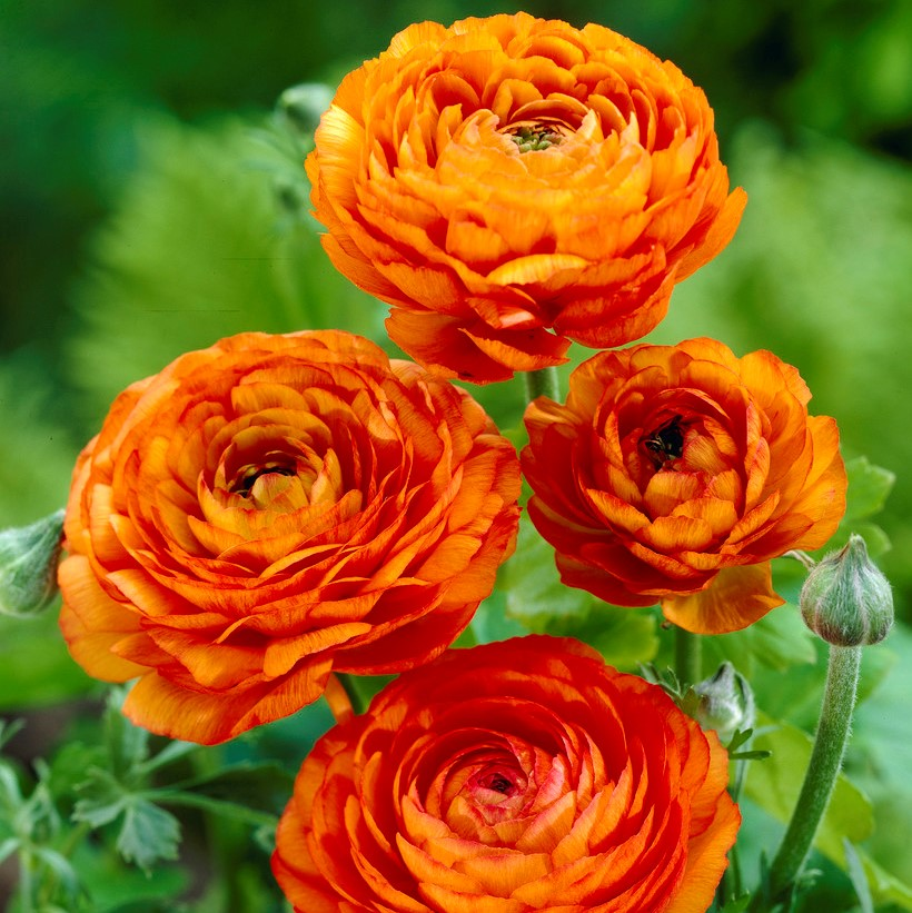 🌸Ranunculus - A Garden of Eternal Elegance-Plantjoyfarm-
