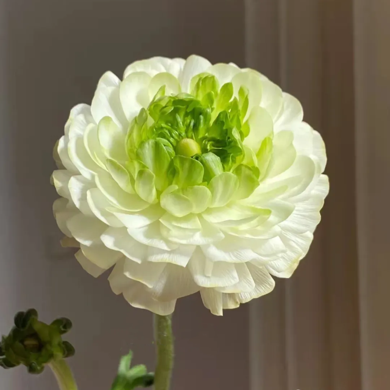 🌸Ranunculus - A Garden of Eternal Elegance-Plantjoyfarm-