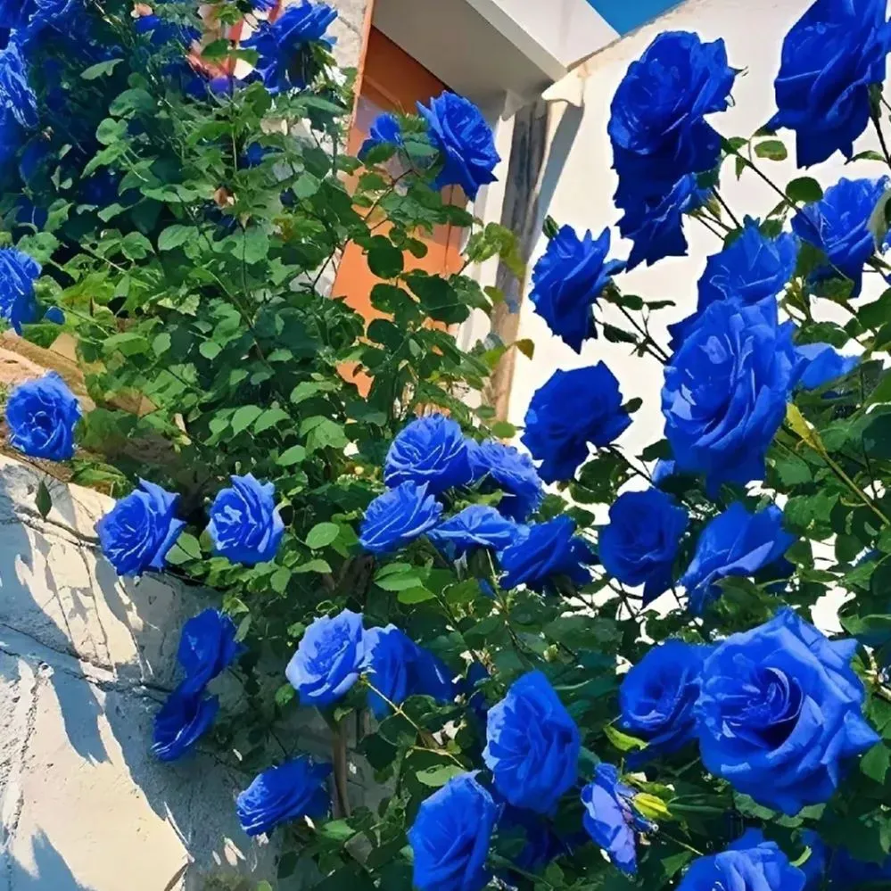 💙Blue Enchantress Rose Seeds✨-Plantjoyfarm-