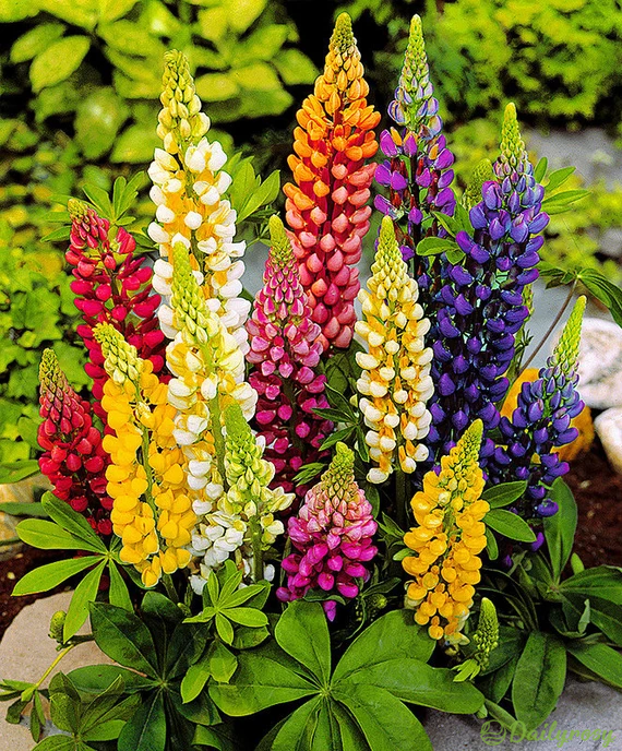 Mixed-color Lupine Seeds🎉-Plantjoyfarm-