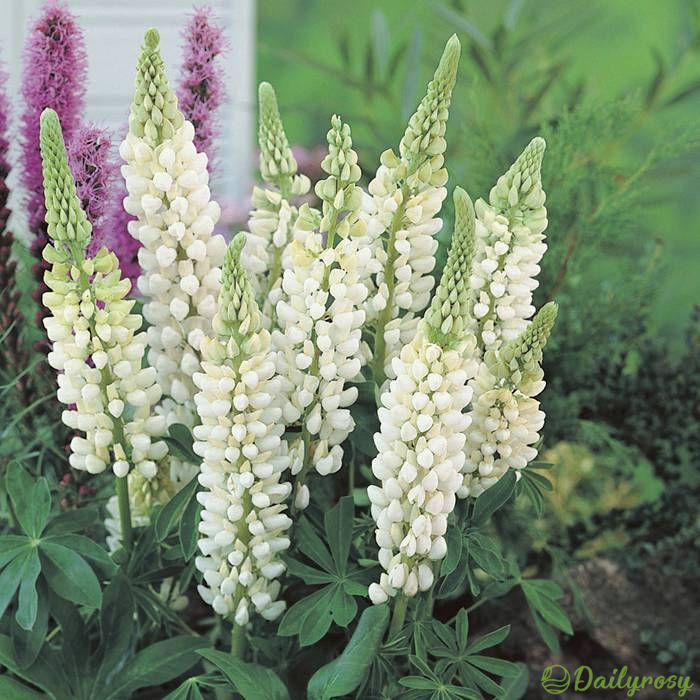 Mixed-color Lupine Seeds🎉-Plantjoyfarm-