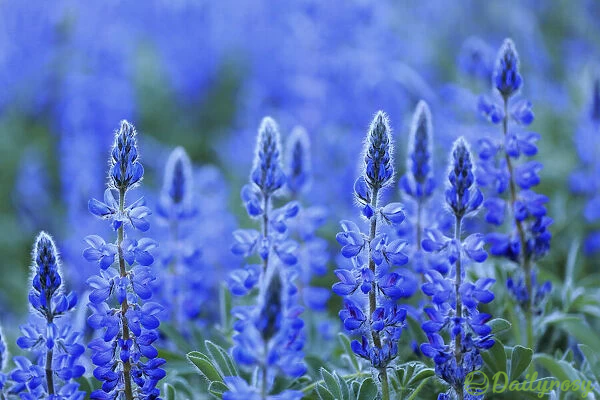 Mixed-color Lupine Seeds🎉-Plantjoyfarm-