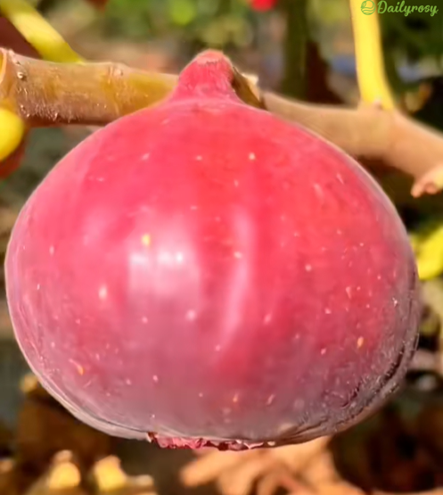 🍑Super Giant Fig Tree Seeds - The Sweetness of a Peach in Every Bite! 🌟-Plantjoyfarm-