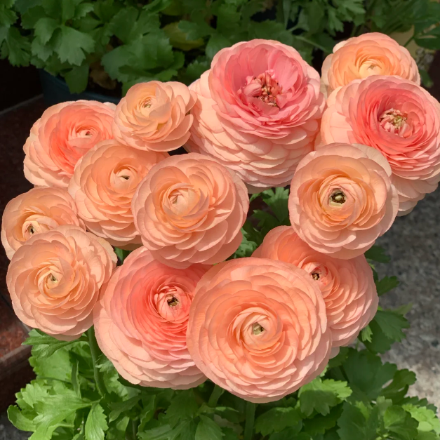 🌸Ranunculus - A Garden of Eternal Elegance-Plantjoyfarm-