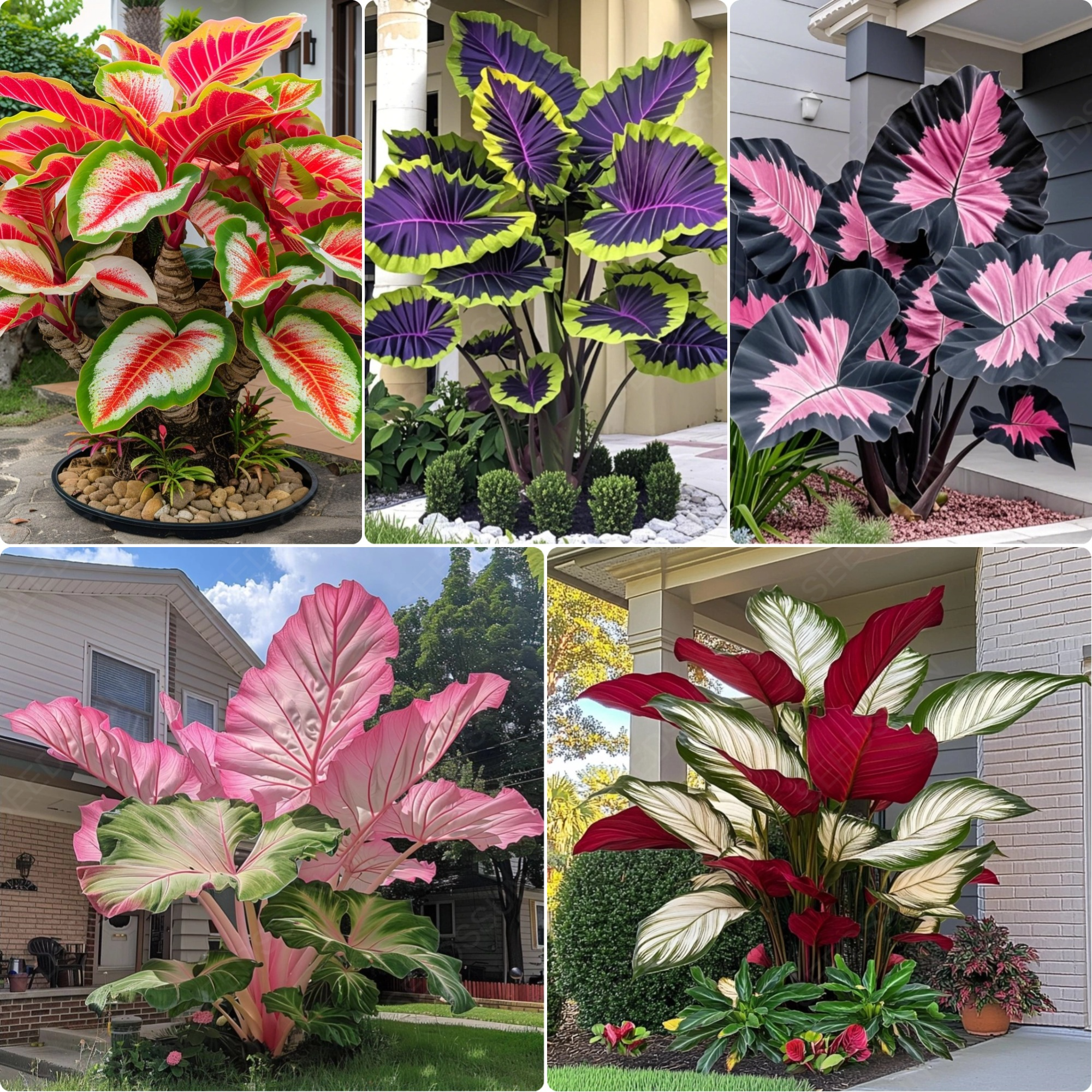 Giant Caladium Bulbs