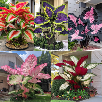 Giant Caladium Bulbs
