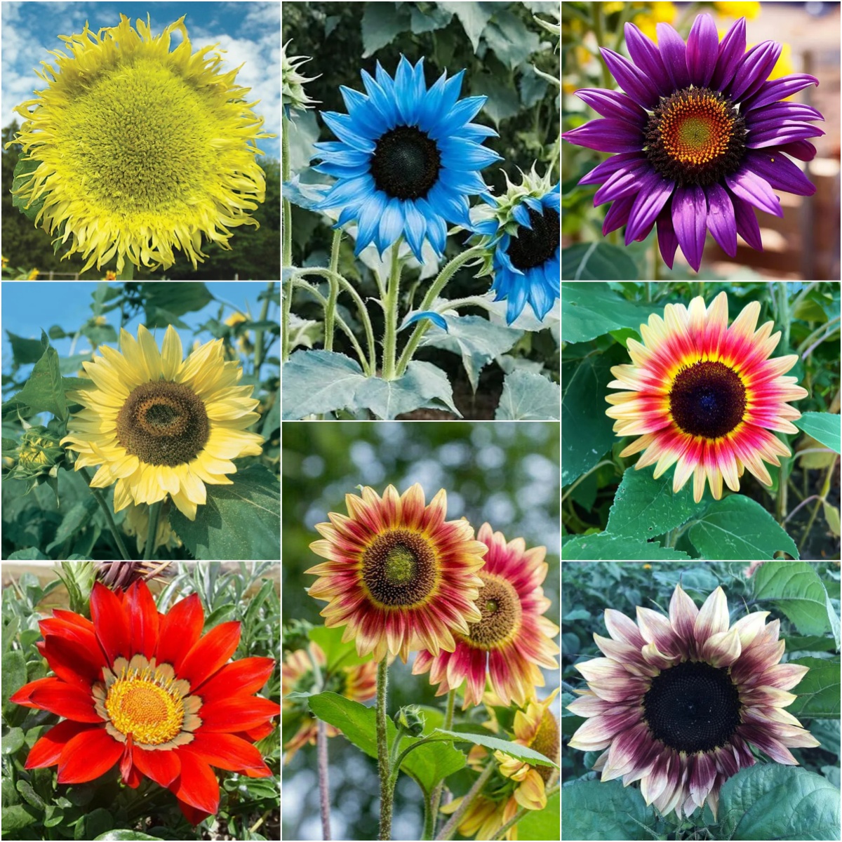 Sunflower – Your Garden’s Radiant All-Season Charm 🌻