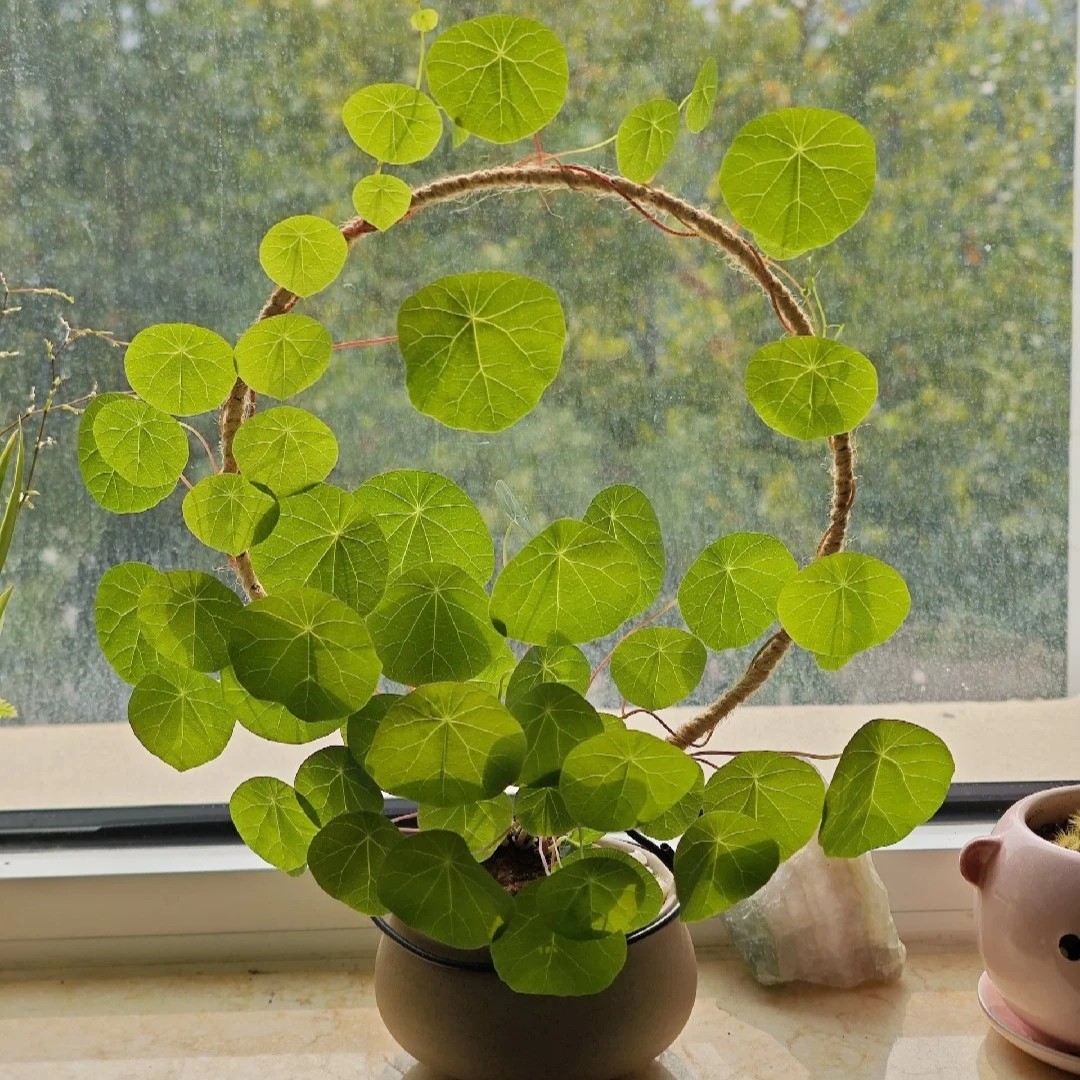 Stephania Erecta: The strongest houseplant for lazy people