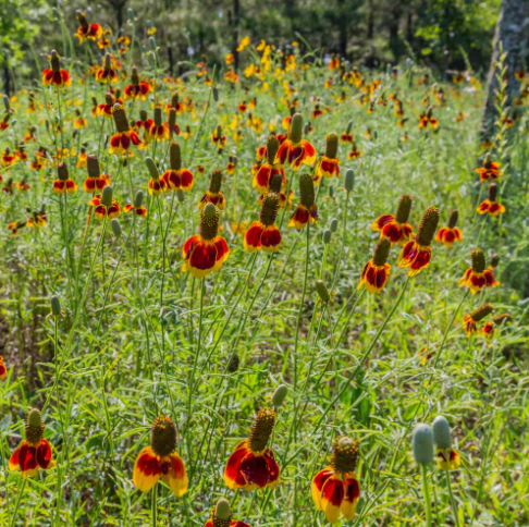 50 Pcs RARE MEXICAN HAT SEEDS-Plantjoyfarm-Garden Seeds,best selling