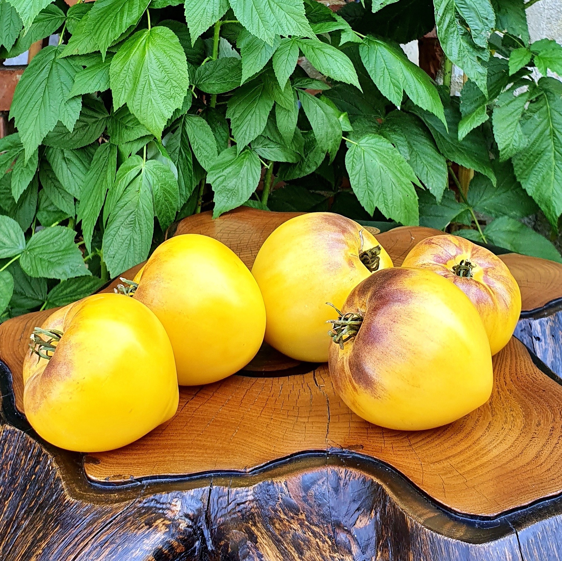 Sgt. Pepper's Tomatoes Seeds - Heirloom-Plantjoyfarm-