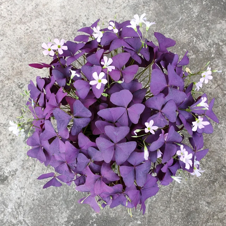 Oxalis Triangularis Purple Shamrock Good Luck Plant-Plantjoyfarm-Garden Seeds,2303,best selling
